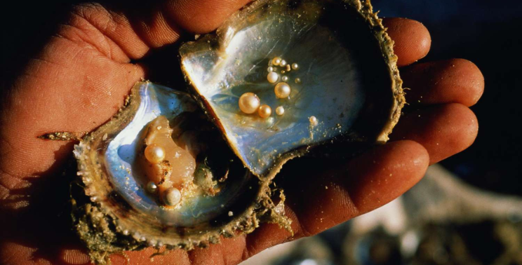 How Pearls are formed